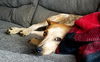 Alani - Not at the shelter
