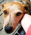 Alani - Not at the shelter