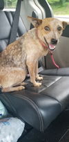 Alani - Not at the shelter
