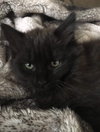 Mink - Not At the Shelter