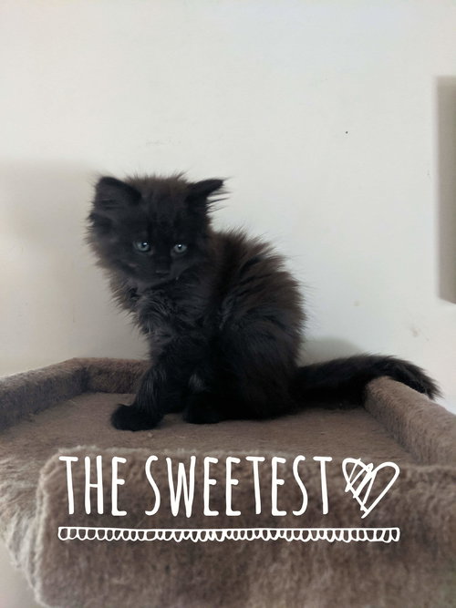 Mink - Not At the Shelter