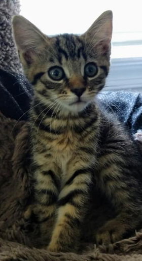 Delta (Chastity)-Not at the Shelter