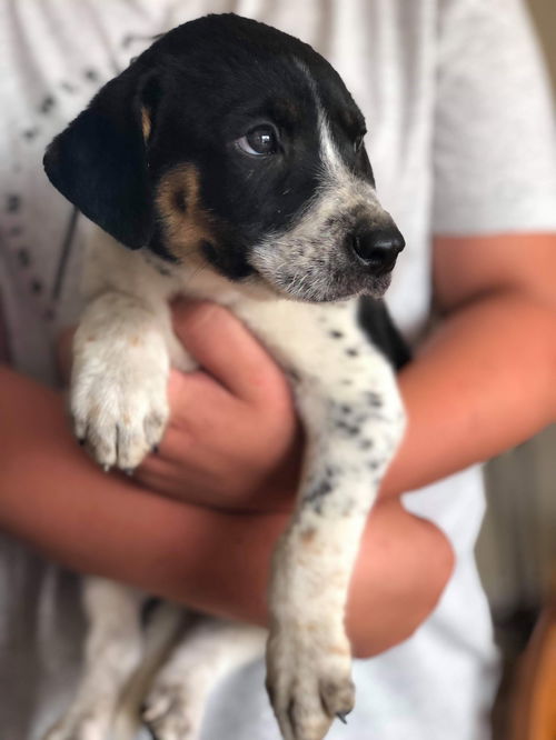 Mark's Rufus-Not at the Shelter