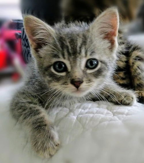 Elliott (Chastity)-Not at the Shelter