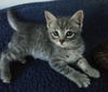 Elliott (Chastity)-Not at the Shelter