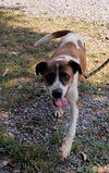 Lucy, Special needs: at the shelter