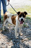 Lucy, Special needs: at the shelter