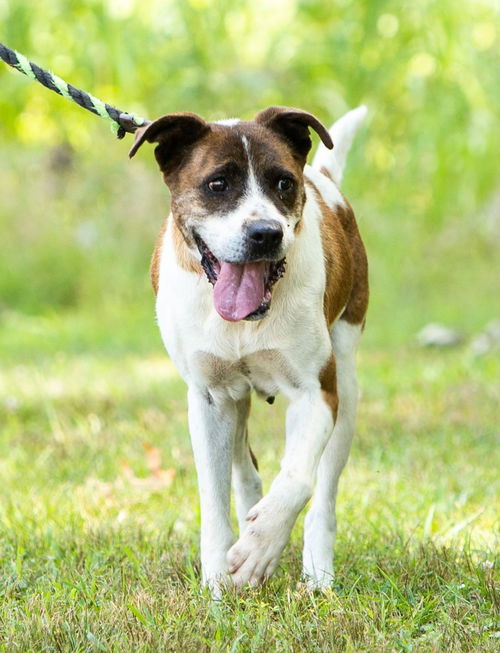 Lucy, Special needs: at the shelter