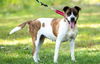 Lucy, Special needs: at the shelter