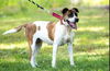 Lucy, Special needs: at the shelter
