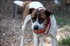 Lucy, Special needs: at the shelter