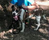 Lucy, Special needs: at the shelter