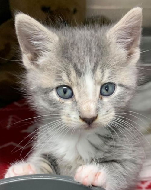 Lincoln-At the shelter