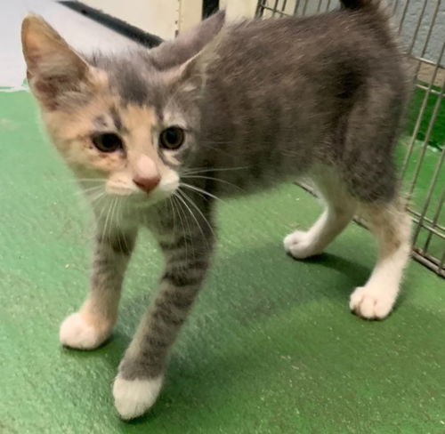 Martina-Not at the Shelter