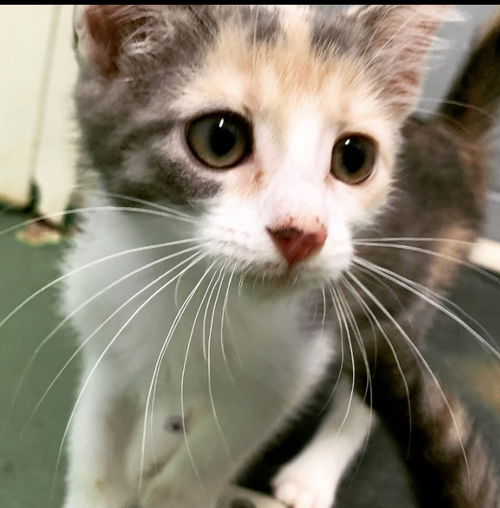 Lilliana- Not at the Shelter