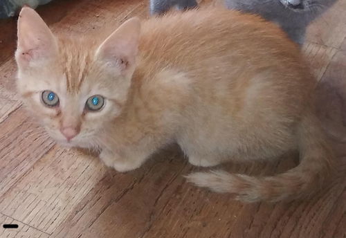 Cindy’s Sunkiss-Not at the Shelter