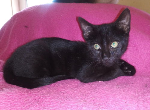 Cindy’s Spooky-Not at the Shelter