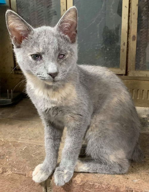 Cindy’s Delilah-Not at the Shelter