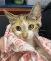 Harriett: Visit at Petsmart, Lynchburg