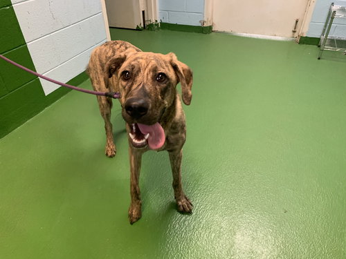 MOCHA: at the shelter