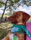 Little Miss - At the Shelter