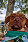 Little Miss - At the Shelter