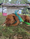 Little Miss - At the Shelter