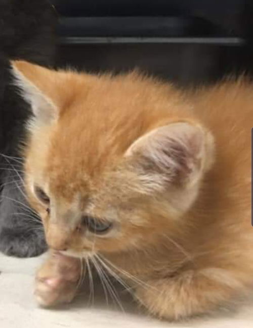 Luke (Susan) - Not at the Shelter