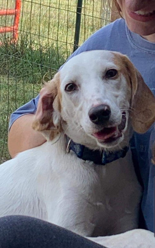Brooke - At the Shelter
