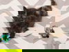 Jupiter: visit her at Rustburg Vet