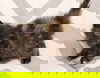 Jupiter: visit her at Rustburg Vet