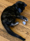 Jupiter: visit her at Rustburg Vet