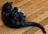 Jupiter: visit her at Rustburg Vet