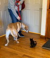 Jupiter: visit her at Rustburg Vet