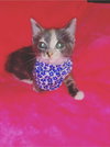 Cupcake - Not at the Shelter