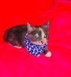Cupcake - Not at the Shelter