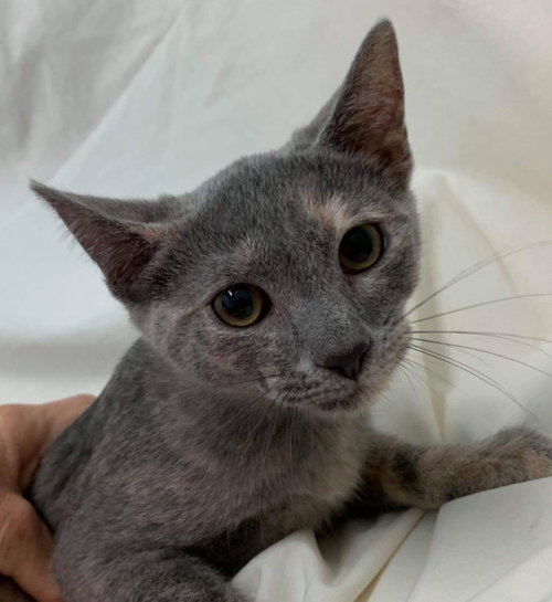 Cupcake - Not at the Shelter