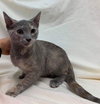 Cupcake - Not at the Shelter