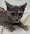 Cupcake - Not at the Shelter