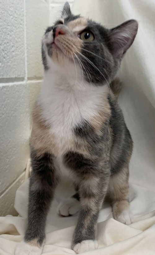 Marshmallow - Not at the shelter