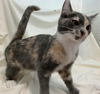 Marshmallow - Not at the shelter