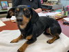 Tyson - Not at the Shelter