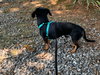 Tyson - Not at the Shelter