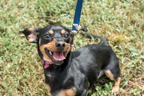 Tyson - Not at the Shelter