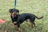 Tyson - Not at the Shelter