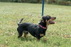 Tyson - Not at the Shelter