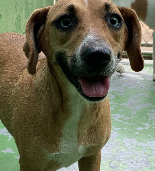 Sandy-At the Shelter