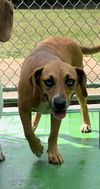Sandy-At the Shelter