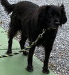 Daxie-  Not at the Shelter