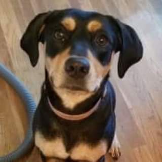 Marie - Not At the Shelter